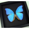 Framed Morpho godarti Purple Butterfly Taxidermy Moonlight Display