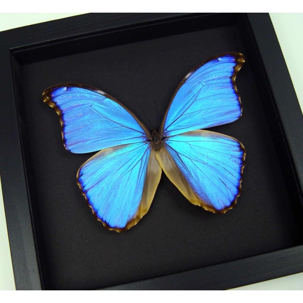 Framed Morpho godarti Purple Butterfly Taxidermy Moonlight Display