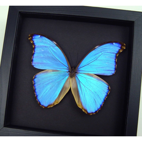 Framed Morpho godarti Purple Butterfly Taxidermy Moonlight Display