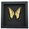 Real framed taxidermy Papilio Multicaudata pusillus male Two Tailed Swallowtail Butterfly Moonlight Display