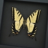 Real framed taxidermy Papilio Multicaudata pusillus male Two Tailed Swallowtail Butterfly Moonlight Display