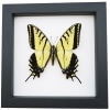 Real framed taxidermy Papilio Multicaudata pusillus male Two Tailed Swallowtail Butterfly Classic Black Display