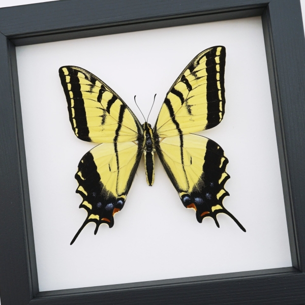 Real framed taxidermy Papilio Multicaudata pusillus male Two Tailed Swallowtail Butterfly Classic Black Display