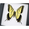 Real framed taxidermy Papilio Multicaudata pusillus male Two Tailed Swallowtail Butterfly Classic Black Display