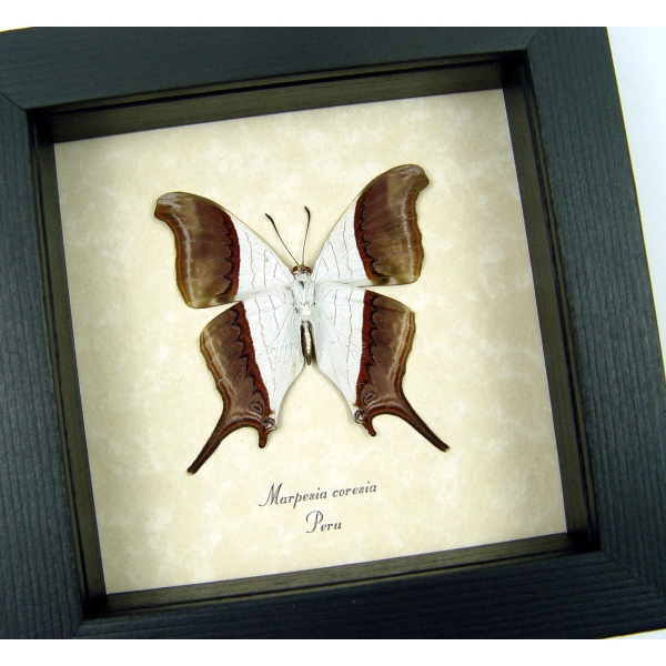 Waiter Daggerwing Butterfly Marpesia coresia verso Framed Taxidermy Display