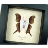 Waiter Daggerwing Butterfly Marpesia coresia verso Framed Taxidermy Display