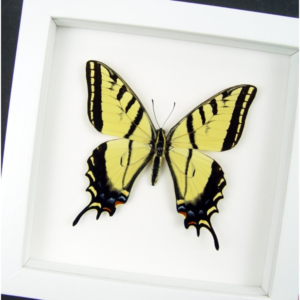 Real framed taxidermy Papilio Multicaudata pusillus male Two Tailed Swallowtail Butterfly Vibrant White Display