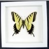 Real framed taxidermy Papilio Multicaudata pusillus male Two Tailed Swallowtail Butterfly Vibrant White Display
