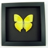 Phoebis rurina Teardrop Sulpher Yellow Butterfly Moonlight Display Framed Taxidermy