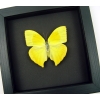 Phoebis rurina Teardrop Sulpher Yellow Butterfly Moonlight Display Framed Taxidermy