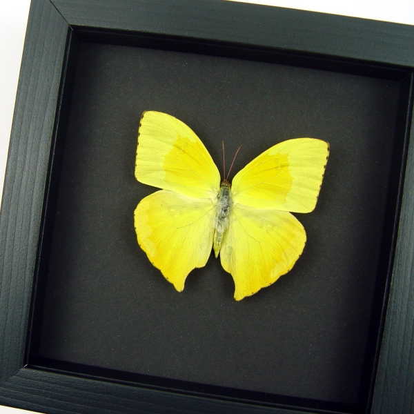 Phoebis rurina Teardrop Sulpher Yellow Butterfly Moonlight Display Framed Taxidermy