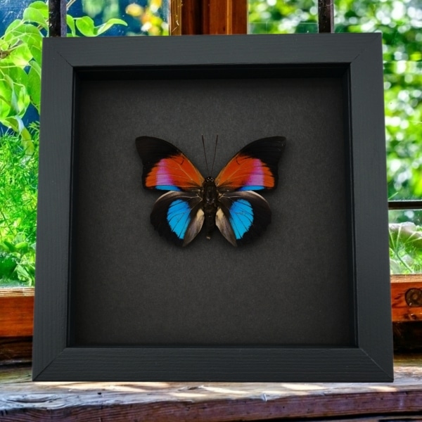 Rare Blue Red Fuchsia Hybrid Butterfly Agrias claudina lugens Prepona dexamenus Framed Moonlight Display