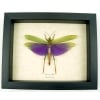 Titanacris albipes Male Purple Grasshopper Framed Insect Taxidermy Display