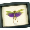 Titanacris albipes Male Purple Grasshopper Framed Insect Taxidermy Display