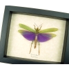 Titanacris albipes Male Purple Grasshopper Framed Insect Taxidermy Display
