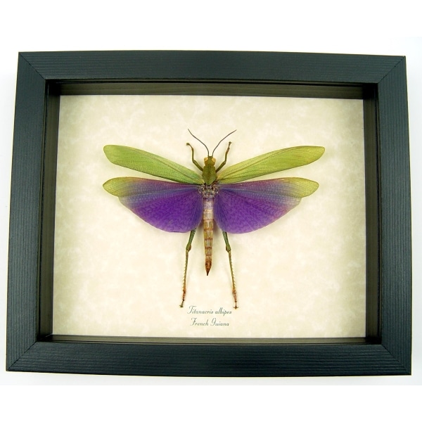 Titanacris albipes Male Purple Grasshopper Framed Insect Taxidermy Display