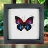 Rare Blue Red Fuchsia Hybrid Butterfly Framed Classic Black Display