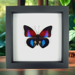 Rare Blue Red Fuchsia Hybrid Butterfly Framed Classic Black Display