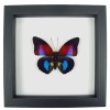 Rare Blue Red Fuchsia Hybrid Butterfly Framed Classic Black Display