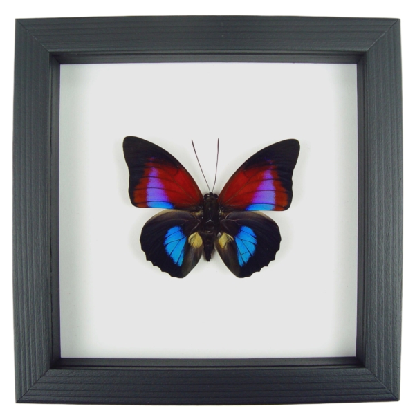 Rare Blue Red Fuchsia Hybrid Butterfly Framed Classic Black Display