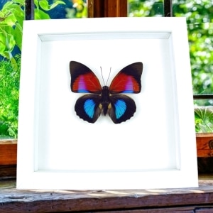 Rare Blue Red Fuchsia Hybrid Butterfly Agrias claudina lugens Prepona dexamenus Framed Vibrant White Display