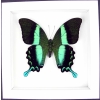 Papilio blumei Peacock Swallowtail Butterfly Vibrant White Display Framed Taxidermy