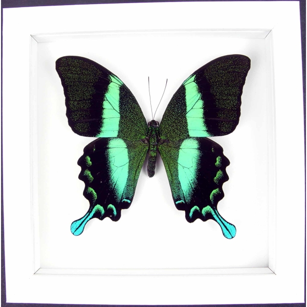 Papilio blumei Peacock Swallowtail Butterfly Vibrant White Display Framed Taxidermy