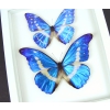 Framed Morpho Butterfly Collection Real Butterflies Taxidermy Vibrant White Display