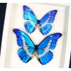 Framed Morpho Butterfly Collection Real Butterflies Taxidermy Vibrant White Display