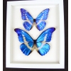 Framed Morpho Butterfly Collection Real Butterflies Taxidermy Vibrant White Display
