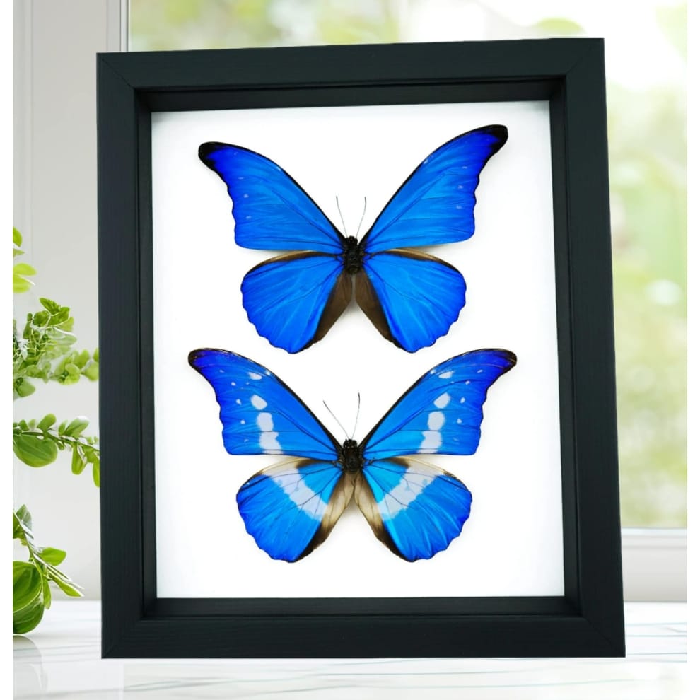 Framed Blue Morpho Butterfly Set Classic Black Display Taxidermy
