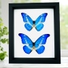 Morpho rhetenor helena cypris Set Butterflies Framed Butterfly Taxidermy Classic Black Display