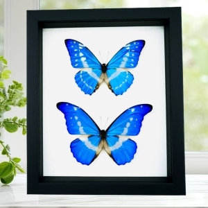 Morpho rhetenor helena cypris Set Butterflies Framed Butterfly Taxidermy Classic Black Display