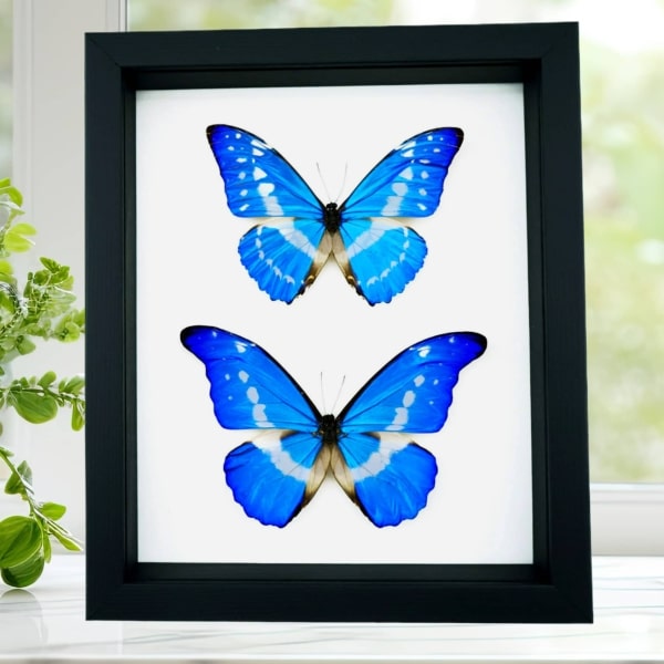Morpho rhetenor helena cypris Set Butterflies Framed Butterfly Taxidermy Classic Black Display