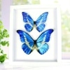 Framed Morpho Butterfly Collection Real Butterflies Taxidermy Vibrant White Display