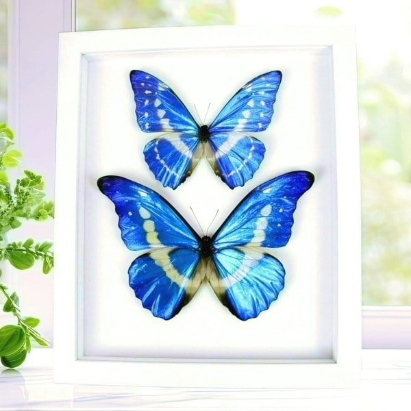 Framed Morpho Butterfly Collection Real Butterflies Taxidermy Vibrant White Display
