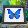Morpho rhetenor cacica Blue Morpho Butterfly Framed Taxidermy Classic Black Display