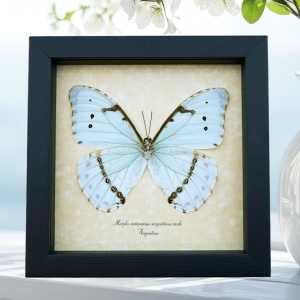Mint Morpho Butterfly Morpho catenarius verso Framed Taxidermy Display