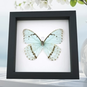 Mint Morpho Butterfly Framed Morpho catenarius Verso Classic Black Display
