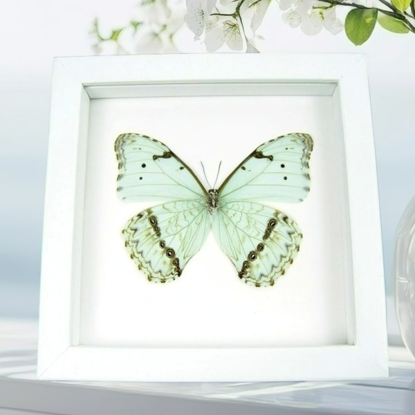 Mint Morpho Butterfly Framed Morpho catenarius Verso Vibrant White Display