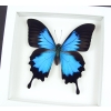 Papilio ulysses Blue Mountain Swallowtail Butterfly Vibrant White Display Framed Taxidermy