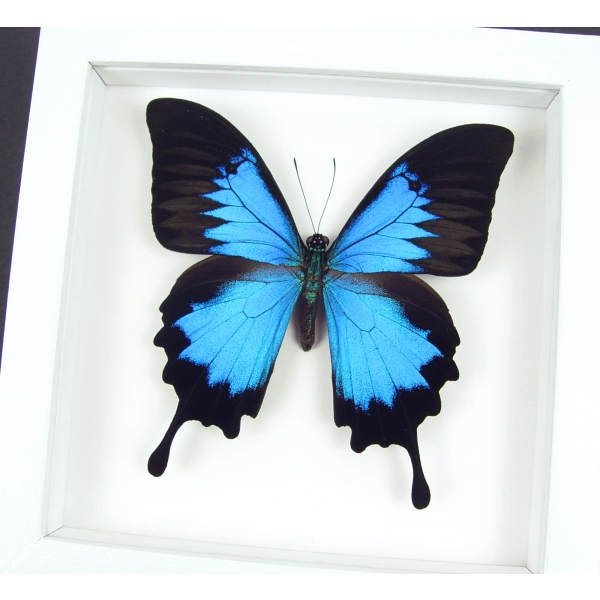 Papilio ulysses Blue Mountain Swallowtail Butterfly Vibrant White Display Framed Taxidermy