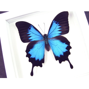 Papilio ulysses Blue Mountain Swallowtail Butterfly Vibrant White Display Framed Taxidermy