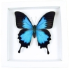 Papilio ulysses Blue Mountain Swallowtail Butterfly Vibrant White Display Framed Taxidermy