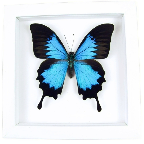 Papilio ulysses Blue Mountain Swallowtail Butterfly Vibrant White Display Framed Taxidermy