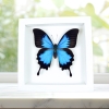 Papilio ulysses Blue Mountain Swallowtail Butterfly Vibrant White Display Framed Taxidermy