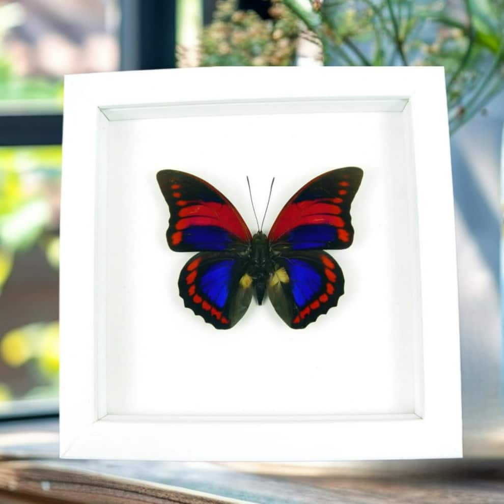 Prepona praeneste Purple Red Butterfly Framed Taxidermy Vibrant White Display