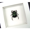 Sacred Egyptian King Scarab Beetle Framed Taxidermy Green Scarab Scarabaeus aegyptiorum Vibrant White