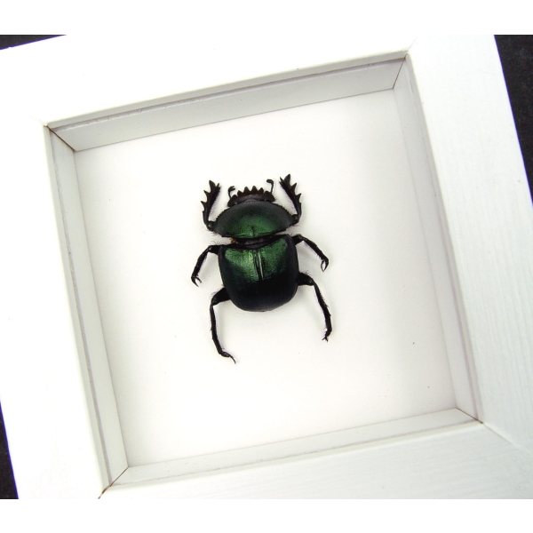 Sacred Egyptian King Scarab Beetle Framed Taxidermy Green Scarab Scarabaeus aegyptiorum Vibrant White