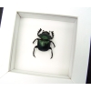 Sacred Egyptian King Scarab Beetle Framed Taxidermy Green Scarab Scarabaeus aegyptiorum Vibrant White